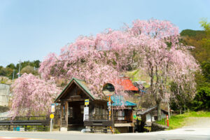 桜の人里バス停