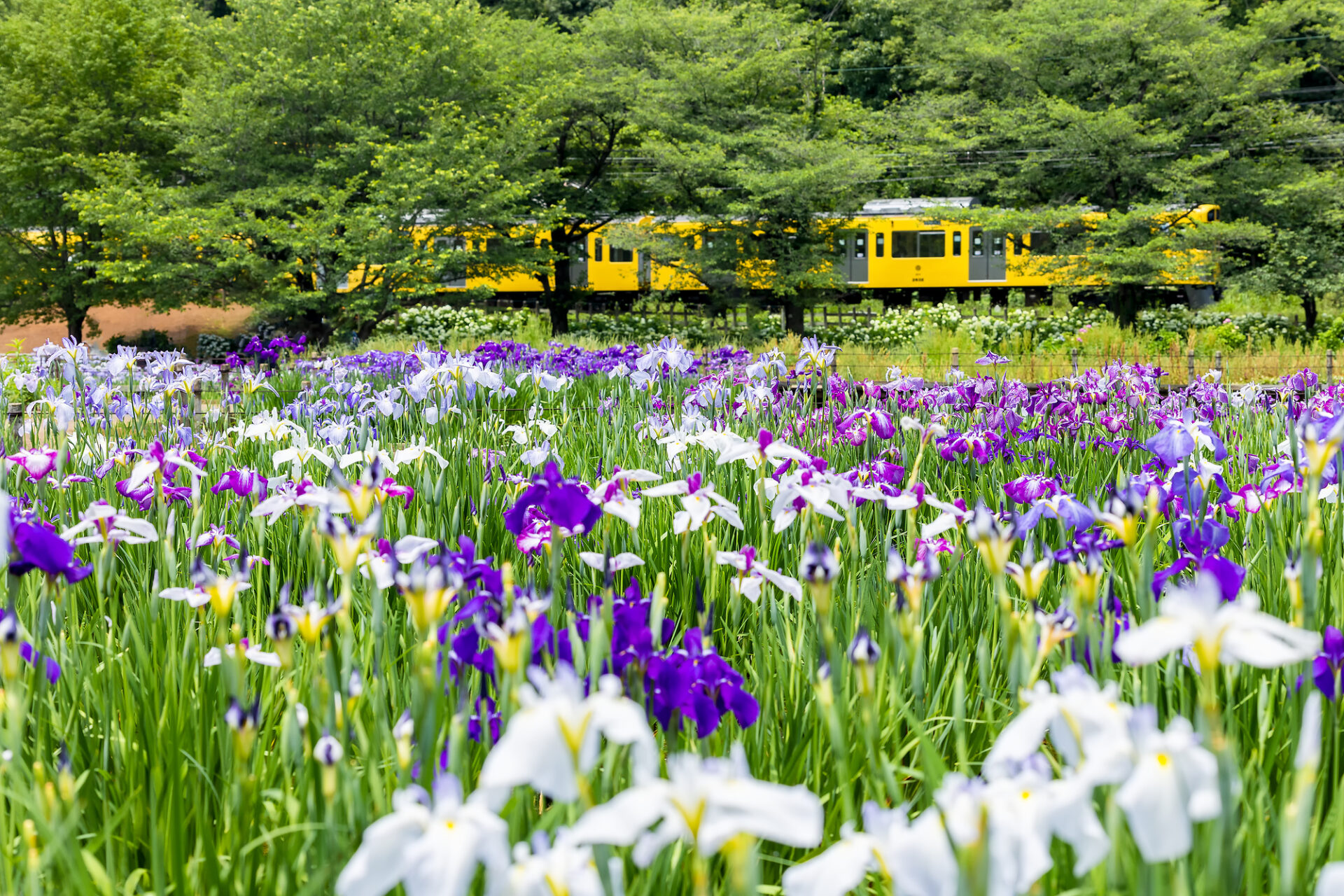 北山公園菖蒲苑