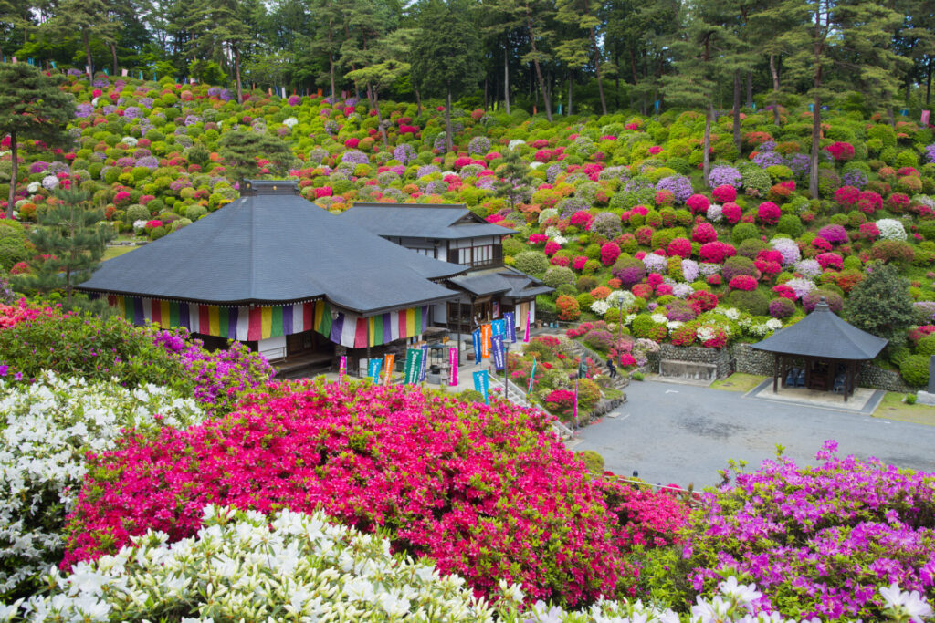 塩船観音寺のツツジ