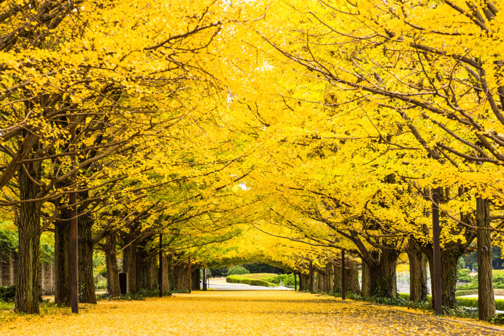 昭和記念公園